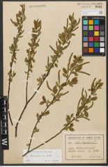 Foto von Salix triandra subsp. triandra L.